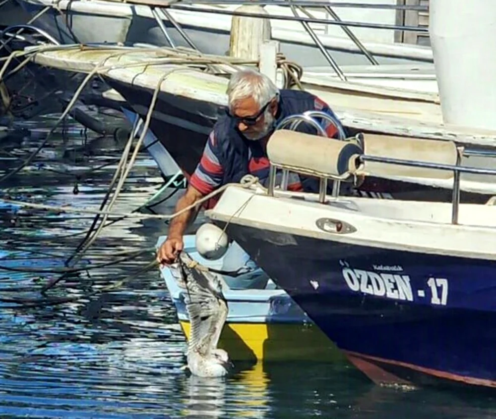 Gelibolu’da oltacıların misinasına dolanan martıyı 35 yıllık balıkçı kurtardı